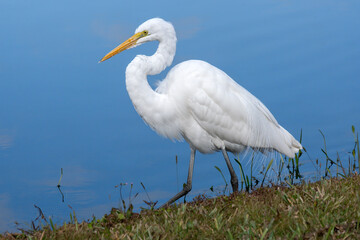 Great white egret