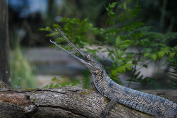 Gharial crocodile sitting on a log with his long, narrow snout open.