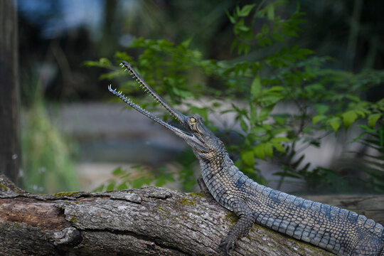 Gharial crocodile sitting on a log with his long, narrow snout open.