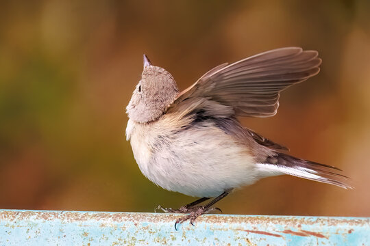 羽ばたき飛び出す、尻尾が可愛いニシオジロビタキ（ヒタキ科）
英名学名：Red-breasted flycatcher (Ficedula parva)
東京都大田区、多摩川台公園 2025年
