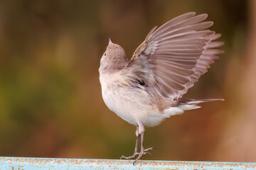 羽ばたき飛び出す、尻尾が可愛いニシオジロビタキ（ヒタキ科）
英名学名：Red-breasted flycatcher (Ficedula parva)
東京都大田区、多摩川台公園 2025年
