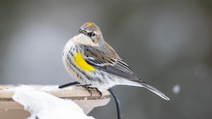 Yellow Rumped Warbler Butter Butt Cute Little Bird Winter Snow Blurred Background Close Up Grey White Beak Feathers Bird Bath Backyard Garden Bird Watching