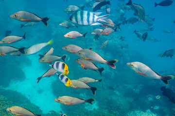 French Polynesia, Rangiroa Atoll. The Aquarium, variety of fish underwater.