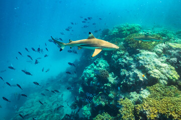 French Polynesia, Rangiroa Atoll. The Aquarium, Scissortail sergeants and blacktip reef sharks underwater.