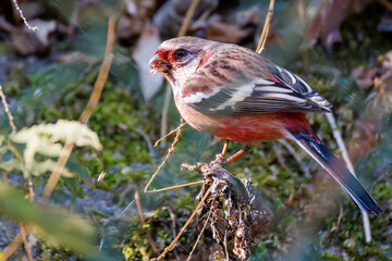 雄の
食事中の可愛いベニマシコ（アトリ科）
英名学名：Long-tailed Rosefinch (Uragus sibiricus)
神奈川県清川村早戸川林道2025年
