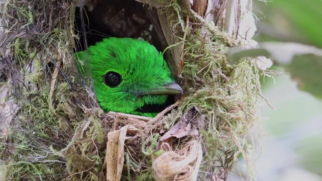 Nature wildlife Whitehead's Broadbill bird endemic of Borneo on nesting