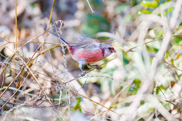 雄の
飛翔する可愛いベニマシコ（アトリ科）
英名学名：Long-tailed Rosefinch (Uragus sibiricus)
神奈川県清川村早戸川林道2025年
