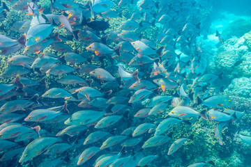 French Polynesia, Rangiroa Atoll. The Aquarium, School of humpback red snapper fish underwater.