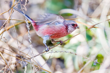 雄の
飛翔する可愛いベニマシコ（アトリ科）
英名学名：Long-tailed Rosefinch (Uragus sibiricus)
神奈川県清川村早戸川林道2025年
