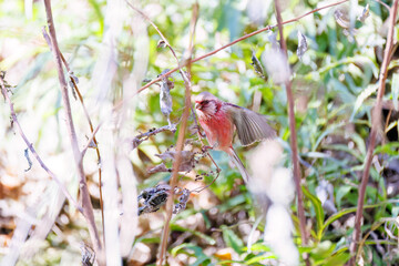 Obraz premium 雄の 飛翔する可愛いベニマシコ（アトリ科） 英名学名：Long-tailed Rosefinch (Uragus sibiricus) 神奈川県清川村早戸川林道2025年 