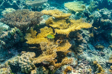 French Polynesia, Tikehau Atoll. Coral garden and fish underwater.
