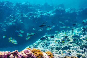 French Polynesia, Tikehau Atoll. Fish and coral underwater.