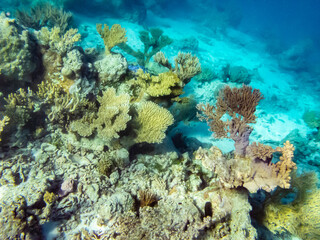 French Polynesia, Tikehau Atoll. Coral garden underwater.