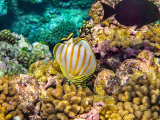 French Polynesia, Tikehau Atoll. Ornate butterflyfish feeding in coral.