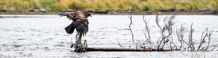 Juvenile American Bald Eagle perched on a dead tree floating in the Brooks River, Katmai National Park, Alaska
