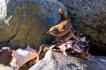 苔むした渓流を飛び跳ねて移動する可愛いミソサザイ（ミソサザイ科）
英名学名：Eurasian Wren (Troglodytes troglodytes)
神奈川県清川村早戸川林道2025年
