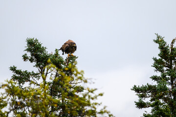 Juvenile American Bald Eagle perched on a spruce treetop with feathers fluffed up, Katmai National Park, Alaska
