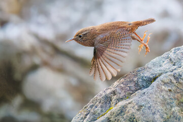 苔むした渓流を飛び跳ねて移動する可愛いミソサザイ（ミソサザイ科）
英名学名：Eurasian Wren (Troglodytes troglodytes)
神奈川県清川村早戸川林道2025年
