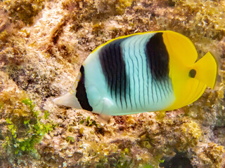 French Polynesia, Tikehau Atoll. Double-saddles butterflyfish close-up.