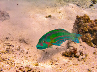 French Polynesia, Tikehau Atoll. Surge wrasse fish close-up underwater.