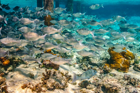 French Polynesia, Tikehau Atoll. School of flagtail fish.
