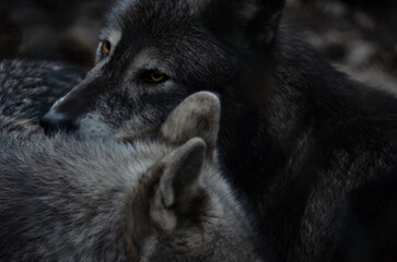 Wolves embrace