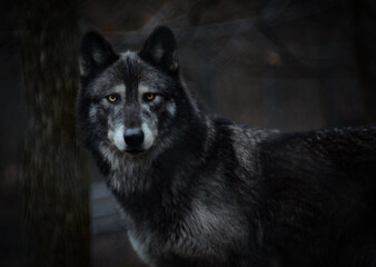 Dark wolf