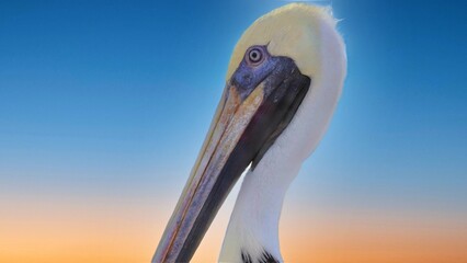 Close-up  of  pelicans  in Miami FL. Beautiful water and sky. Beautiful background.
