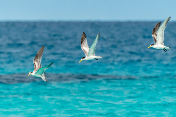 French Polynesia, Rangiroa Atoll. Great crested terns in flight.