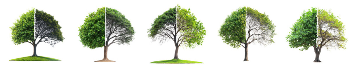 Obraz premium Seasonal Change Series of Trees Showing Spring Summer Autumn Winter Transformations on transparent background