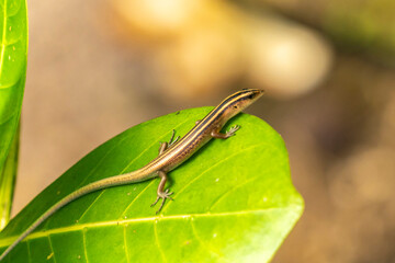 French Polynesia, Rangiroa Atoll. Copper-tailed skink on leaf.