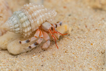 French Polynesia, Rangiroa Atoll. Hermit crab inside shell.