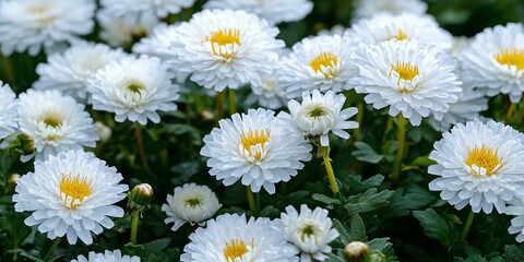 Fototapeta premium Beautiful white chrysanthemums close-up