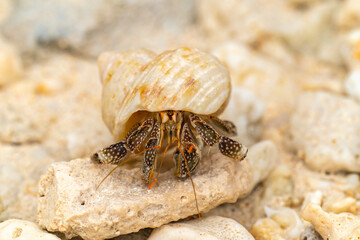 French Polynesia, Rangiroa Atoll. Hermit crab inside shell.