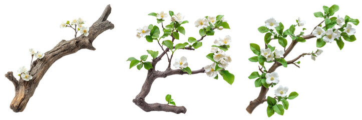 Fototapeta premium Collection of Spring Blossoms White Apple Tree Branches with Flowers and Aged Wood on transparent background
