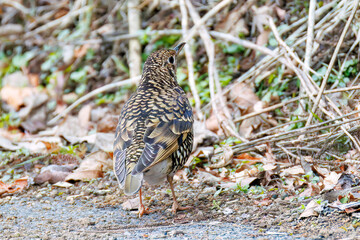 餌を探す可愛いトラツグミ（ツグミ科）
英名学名：Scaly Thrush (Zoothera dauma)
神奈川県清川村、早戸川林道-2025年
