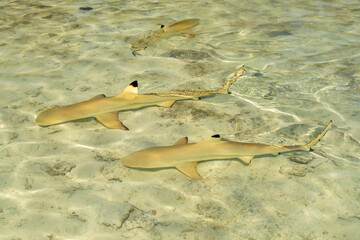 French Polynesia, Rangiroa Atoll. Black-tipped reef shark nursery in Blue Lagoon.