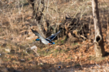 청둥오리의 비행