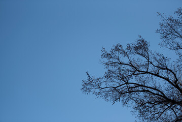 겨울나무의 감성