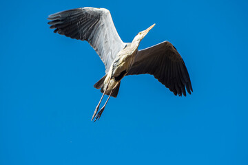 펄펄 날아가는 왜가리