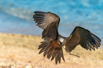 French Polynesia, Tikehau Atoll. Brown noddy takes flight with nest material.