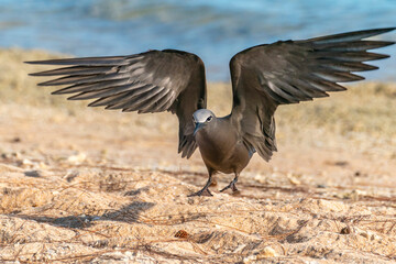 French Polynesia, Tikehau Atoll. Brown noddy landing on beach.