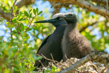 French Polynesia, Tikehau Atoll, Bird Island. Brown noddy adult and chick on nest.