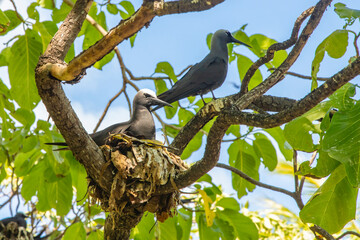 French Polynesia, Tikehau Atoll, Bird Island. Brown noddy adults at nest.