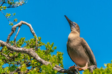 French Polynesia, Tikehau Atoll, Bird Island. Red-footed booby juvenile bird in tree.