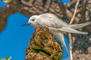 French Polynesia, Tikehau Atoll. Fairy tern in tree.