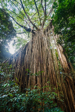 Curtain Fig tree, Queensland, Australia
