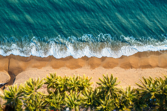 Top down view of tropical beach with palm trees, Australia