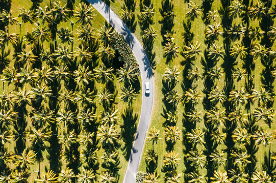 Aerial view of car on a road through palm grove, Queensland, Australia