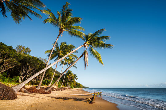 Tropical beach with palm trees, Queensland, Australia